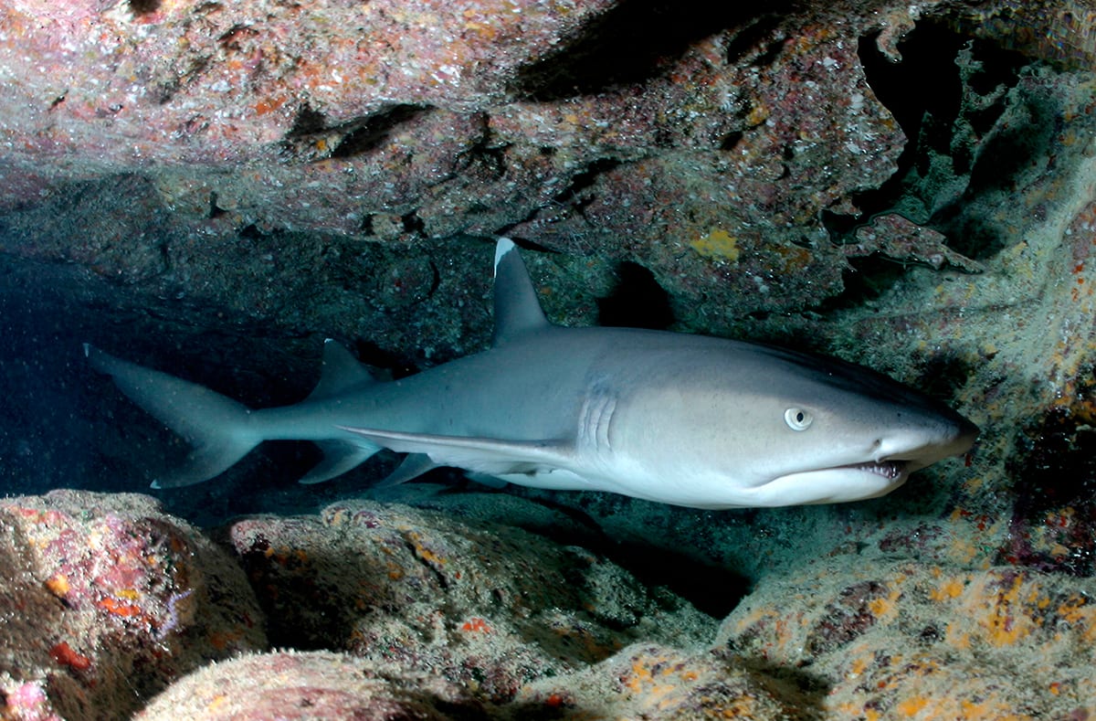 white tipped reef shark Carcharhinus_albimarginatus-shark_cropped